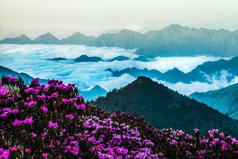 迷你淘气猪逃脱